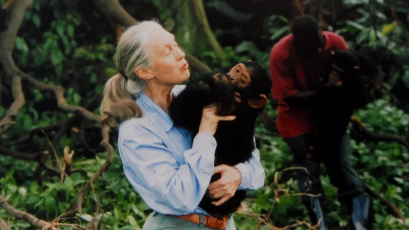 Dame Jane Goodall mendedikasikan hidupnya untuk mempelajari simpanse dan mengadvokasikan pelestarian alam di seluruh dunia. (Sumber: Getty Images)