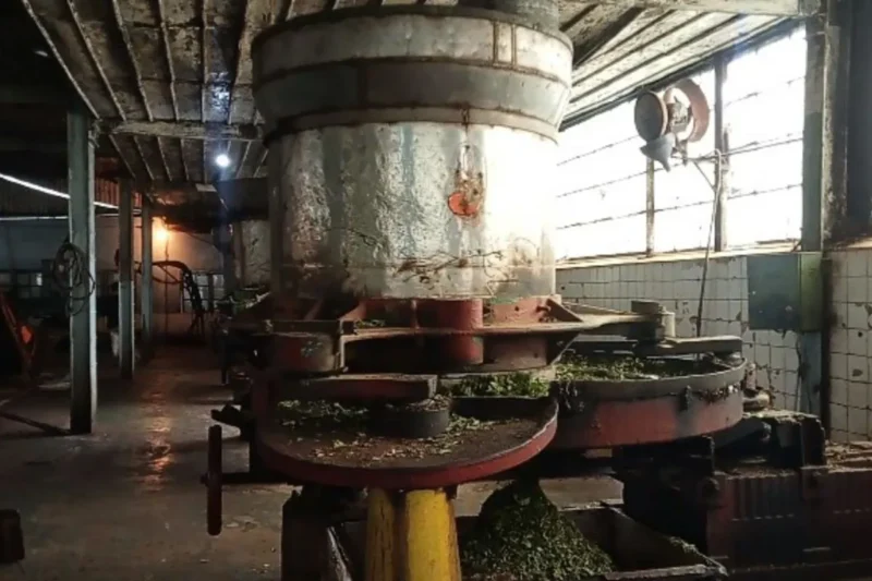 Mesin pencacah pucuk teh sistem penggilingan orthodoks sisa peninggalan Belanda yang masih beroperasi hingga kini di pabrik teh unit usaha Kayu Aro, Kabupaten Kerinci. (Sumber: ANTARA/Agus Suprayitno)