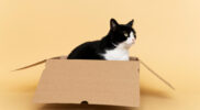 Pojok Sains: Kado Natal Udah Dibuka, Kok Kucing Malah Milih Kardusnya? Ini Alasan Ilmiahnya!