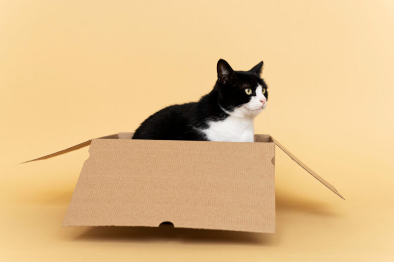 Definisi 'Bahagia itu Sederhana'. Udah dibeliin kasur empuk, tetep aja milih kardus bekas paket. Emang kelakuan Majikan satu ini di luar nalar! (Foto: Freepik/koransakti)