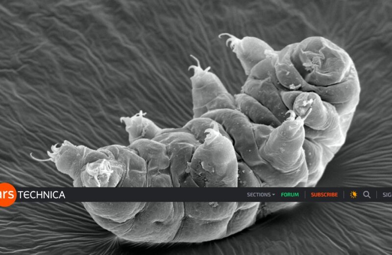 Kecil, imut, tapi lebih tangguh dari Superman. Inilah satu-satunya hewan yang diprediksi akan bertahan hidup sampai Matahari padam. (Foto:  Cultura RM Exclusive/Gregory S. Paulson/Getty Images/Koransakti)