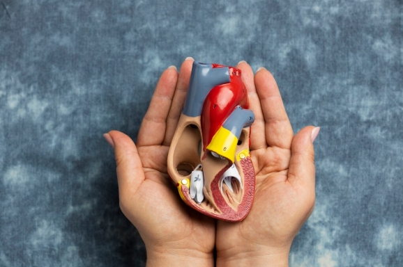 Besok mau bakar jagung, sosis, daging, semua dimakan! 🍖 Takut kolesterol? Gak usah panik beli obat detox aneh-aneh. Percayakan sama si jagoan merah ini (Liver)! (Foto: Freepik/koransakti)