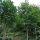 Kayu Gaharu (Oud), wewangian yang sangat dicintai Rasulullah SAW. Tanaman yang tumbuh subur di hutan Indonesia ini kini berstatus terancam punah akibat tingginya permintaan pasar global.