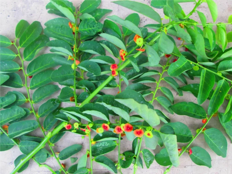 anaman katuk (Sauropus androgynus) yang rimbun di pekarangan rumah. Daun hijau kecil ini tidak hanya menjadi primadona bagi ibu menyusui, tetapi juga menyimpan nutrisi lengkap untuk stamina dan kesehatan tulang.