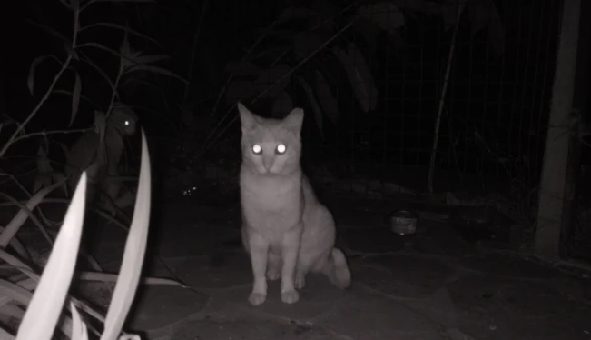 Mata kucing tidak memproduksi cahaya sendiri. Mereka hanya memantulkan cahaya super minim berkat lapisan Tapetum Lucidum. (Foto: agmmobile.com/koransakti.co.id)