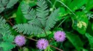 Nostalgia Masa Kecil: Kenapa Tanaman Putri Malu (Mimosa pudica) Menutup Saat Disentuh? Bukan Karena Punya Perasaan, Ini Penjelasan Ilmiahnya!