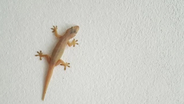 Jika dilihat di bawah mikroskop, kaki cicak tidak basah atau berlendir. Justru penuh dengan jutaan rambut super halus. (Foto: infoekonomi.id/koransakti.co.id)