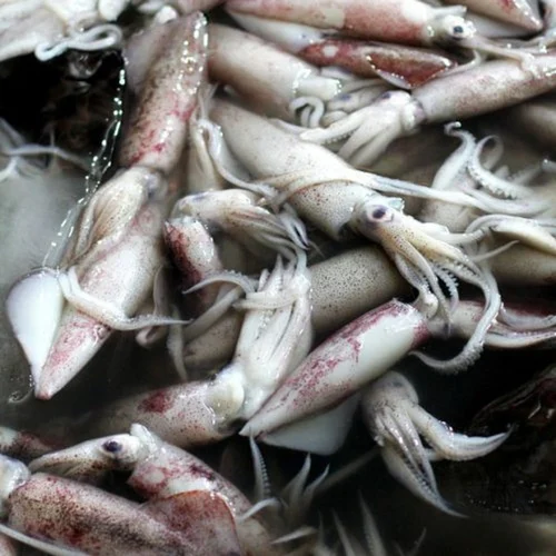 Cumi-cumi saat melepaskan semburan tinta hitamnya di kedalaman laut. Cairan pekat ini bukan sekadar pewarna, melainkan hasil evolusi biologis yang kompleks untuk menjaga keberlangsungan hidup sefalopoda.