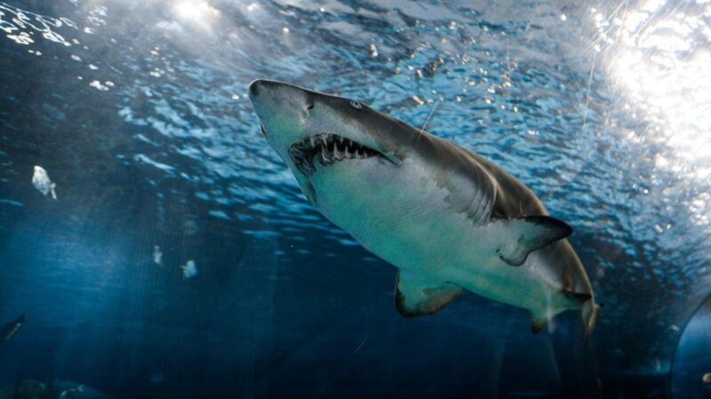 Berbeda dengan ikan mas di akuarium yang bisa diam di tempat, Hiu harus terus bergerak maju untuk 