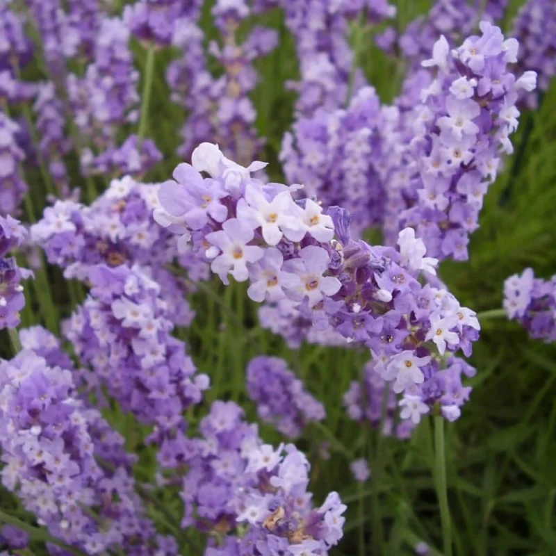 Ilustrasi bunga lavender (Lavandula) dengan gradasi warna ungu yang menawan, dikenal sebagai simbol ketenangan dan keanggunan.