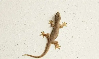 Cara Alami Usir Cicak Agar Tak Kembali ke Rumah