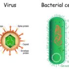 Ilustrasi perbandingan ukuran dan struktur antara sel bakteri yang kompleks dengan partikel virus yang sederhana di bawah pengamatan mikroskop elektron (Foto: Kompas.com)