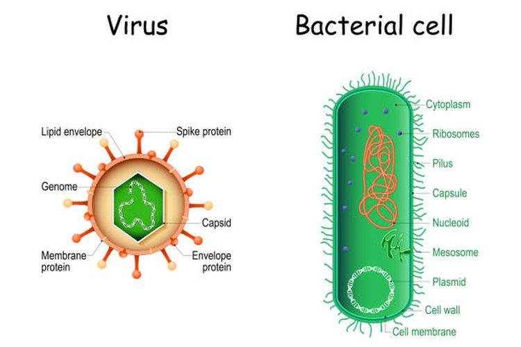 Ilustrasi perbandingan ukuran dan struktur antara sel bakteri yang kompleks dengan partikel virus yang sederhana di bawah pengamatan mikroskop elektron (Foto: Kompas.com)