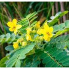 Daun senna.