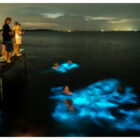 Cahaya biru alami yang dihasilkan alga laut bioluminesen 