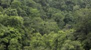 Mengapa Hutan Disebut Paru-Paru Dunia? Ini Fakta Mengejutkan di Baliknya