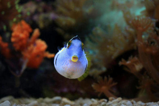 Ikan Buntal
