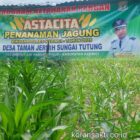 Program Ketahanan Pangan jagung Desa Taman Jernih Sungai Tutung Kabupaten Kerinci melalui sinergi Pemerintah Desa bersama Kepolisian, BUMDes serta masyarakat.