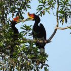 Burung Rangkong