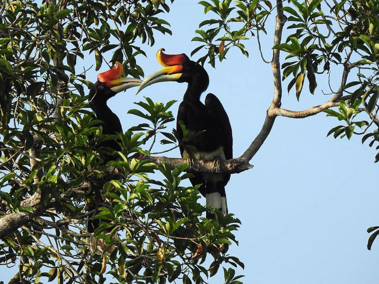 Burung Rangkong